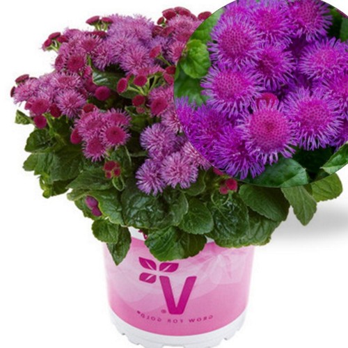 Ageratum houstonianum 'Ariella® Violet' - Mehhiko päsmaslill 'Ariella® Violet' P9/0,55L